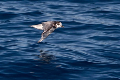 Blue Petrel (Halobaena caerulea), Southern Ocean, Antactica