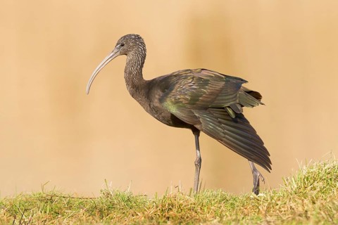 Glossy Ibis (Plegadis falcinellus), Drachten, Netherlands