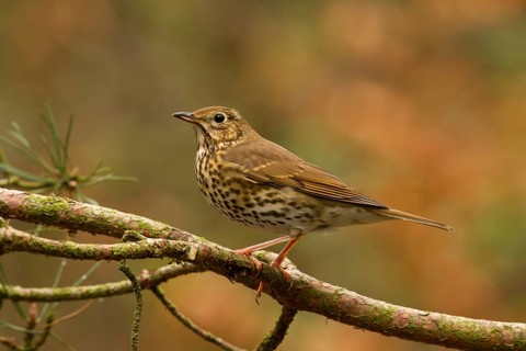 Song Thrush (Turdus philomelos), Utrecht, Netherlands