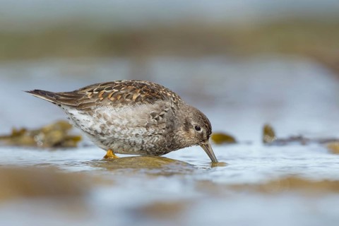Purple Sandpiper (Calidris maritima), Myvatn, Iceland