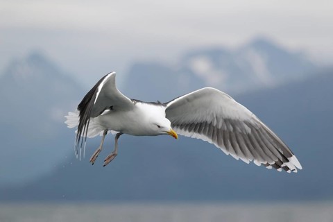 Mantelmöwe; lat. Larus marinus; im Flug schräg von vorn über dem Wasser mit den Romsdalalpen im