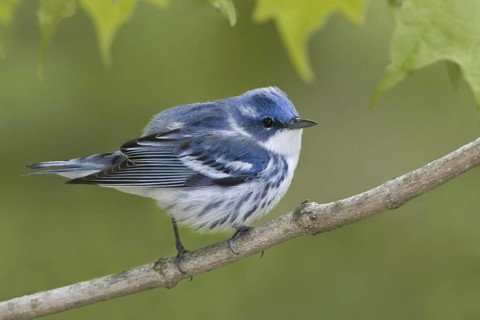 Cerulean Warbler (Setophaga cerulea), Ontario, Canada