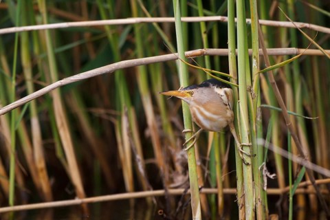 Little Bittern (Ixobrychus minutus) male, Greece