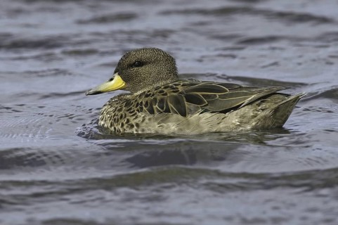 Yellow-billed Teal (Anas flavirostris), Falkland Islands