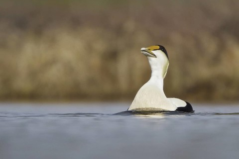 Common Eider (Somateria mollissima) male, Manitoba, Canada