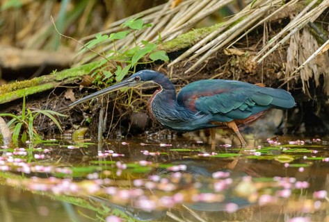 Agami Heron (Agamia agami) - Laguna Lagarto Lodge near Boca Tapada, Costa Rica