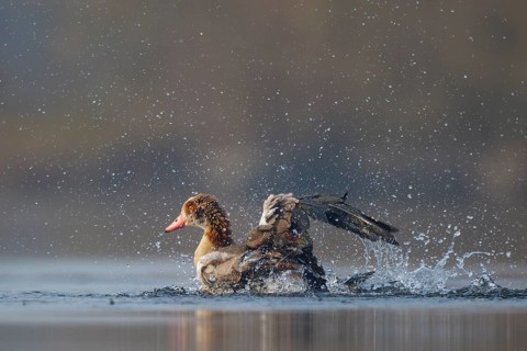 Egyptian Goose (Alopochen aegyptiaca) bathing, North Rhine-Westphalia, Germany