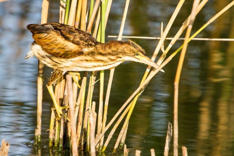 Little Bittern (Ixobrychus minutus) juvenile foraging, Thuringia, Germany