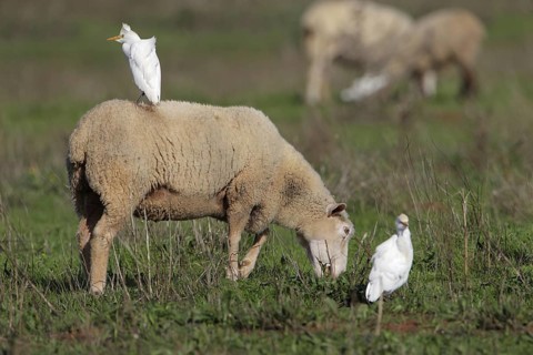 Kuhreiher; lat. Bubulcus ibis; nutzen die weidenden Schafe zur Nahrungsfindung