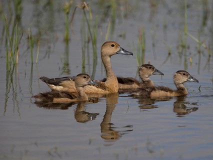 Lesser Whistling Duck (Dendrocygna javanica) with chicks, Sri Lanka