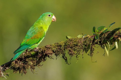 Orange-chinned Parakeet (Brotogeris jugularis) perched on a branch in Costa Rica