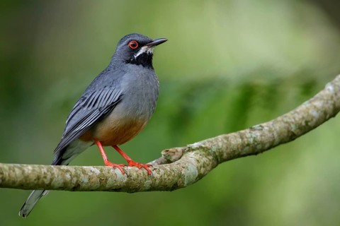 Red-legged Thrush (Turdus plumbeus) perched on a branch in Cuba