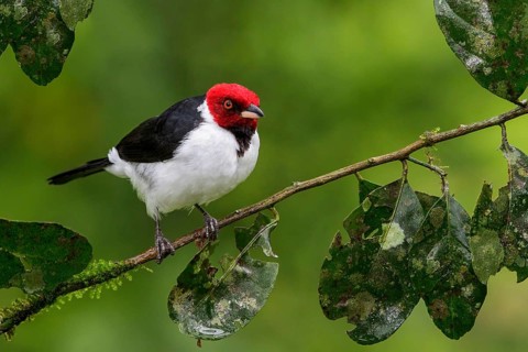 Red-capped Cardinal (Paroaria gularis) perched on a branch in Manu National Park, Peru