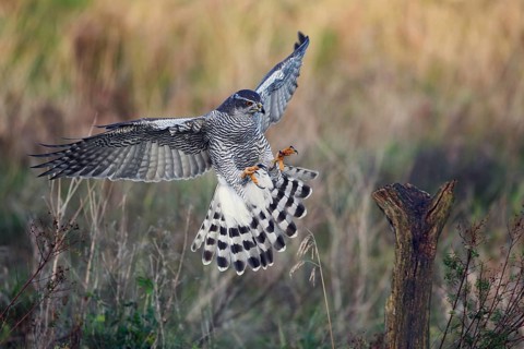 Habicht, lat. Accipiter gentilis, im Landeanflug auf einen Weidepfahl im Abendlicht