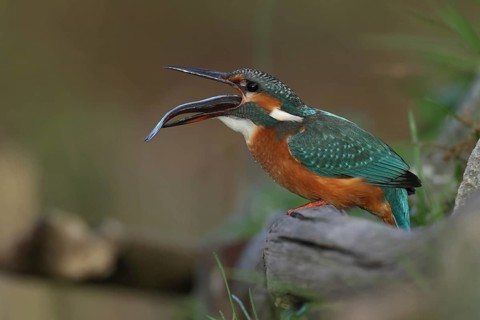 Common Kingfisher (Alcedo atthis) female with fish prey in its beak, Bavaria, Germany