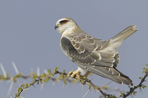 Black-winged Kite (Elanus caeruleus), Oshikoto, Etosha National Park, Namibia