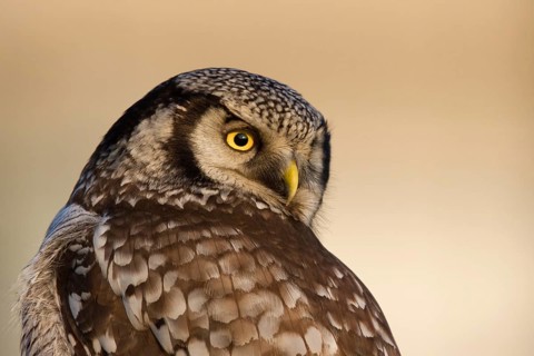 Northern Hawk-Owl (Surnia ulula), Zwolle, Netherlands