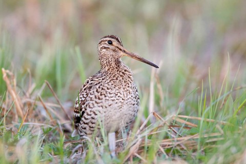 Great Snipe (Gallinago media), Nizhegorodskaya, Russia