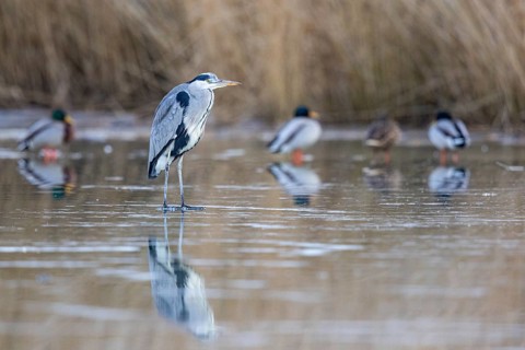 Grey heron (Ardea cinerea) Germany
