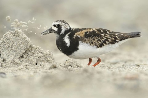 Ruddy Turnstone (Arenaria interpres), Schleswig-Holstein, Germany
