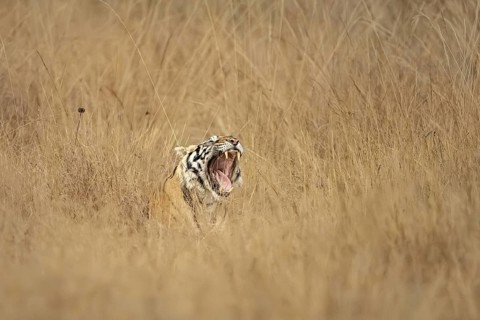 Bengal tiger (Panthera tigris tigris), lying in tall grass, yawning, showing tongue and teeth,