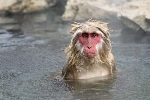 Japanese macaque (Macaca fuscata), wet, bathing, in winter, Jigokudani Snow Monkey Park,