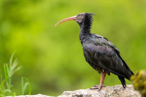 Northern bald ibis (Geronticus eremita) sitting on a rock, Bavaria, Germany