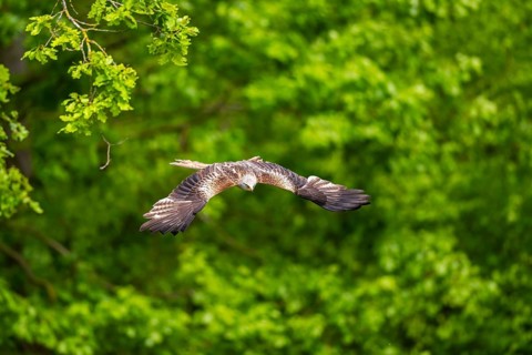 Red kite (Milvus milvus) flying in a forest in early summer, Bavaria, Germany