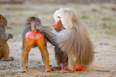 Hamadryas baboon (Papio hamadryas) delouse each other, captive, Zoo Augsburg, Germany
