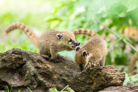 South American coati (Nasua nasua) youngsters on an old tree trunk, captive, Zoo Augsburg