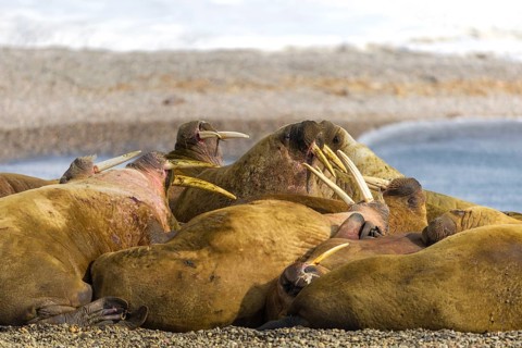 Group of walruses (Rosmarus arcticus) on the beach, Mammals (Mammalia), Eolusneset, Spitsbergen,