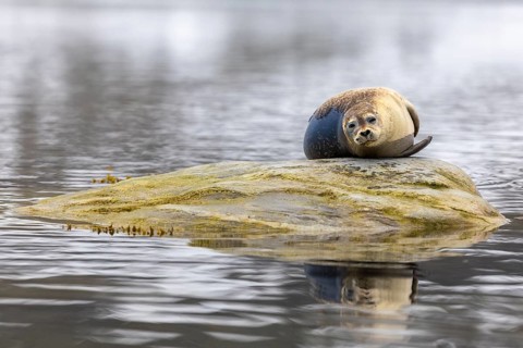 Harbour seal (Phoca vitulina) lying on a stone in the water, Mammals (Mammalia), Gravnesodden,