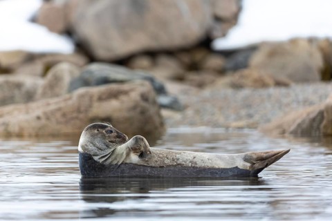 Harbour seal (Phoca vitulina) lying on a stone in the water, Mammals (Mammalia), Smeerenburgbreen,