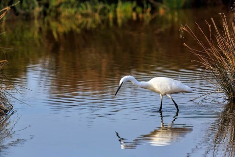 Little Egret (Egretta garzetta) in the pond, looking for food, Pont de Gau Bird Park, Camargue,