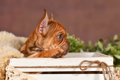 Side view of cute Mocca French Bulldog dog puppy in box with natural boho style decoration in front