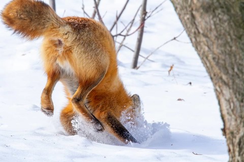 Red fox (vulpes vulpes), Fox hunting eastern gray squirrel (sciurus carolinensis) in winter.