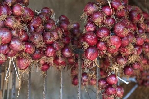 Red onions hung in bunches for storage in a rustic setting, Ricadi, Capo Vaticano