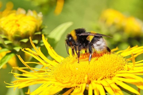 Earth bumblebee (Bombus terrestris), collecting pollen on a yellow flower of a Great Telekie