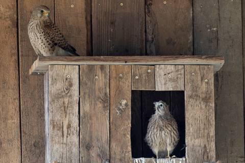 Kestrel (Falco tinnunculus) female and young bird at the incubator, village in Münsterland, North
