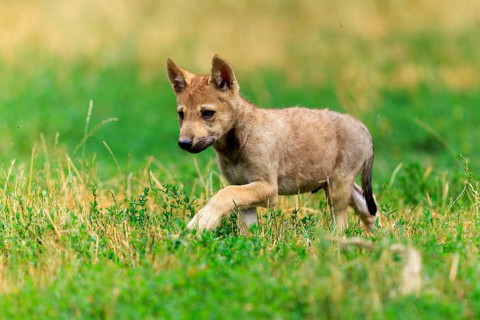 A wolf pup runs curiously through the grass, Timberwolf, wolf, American wolf, (Canis lupus lycaon),