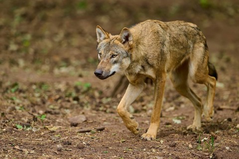 Wolf (Canis lupus), sneaking vigilantly through the forest, Germany