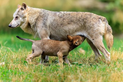 Puppy drinking milk from mother wolf in the meadow, Timberwolf, wolf, American wolf, (Canis lupus