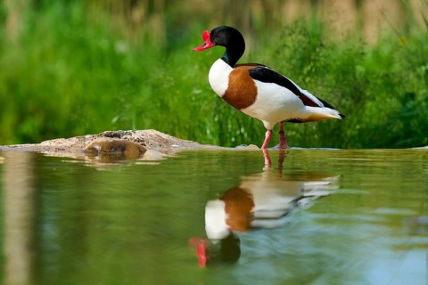Duck with red beak standing at the water, reflection visible, shelduck (Tadorna tadorna), spring,