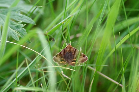 Burnet companion (Euclidia glyphica), spread wings, grass, pretty, North Rhine-Westphalia, Germany,