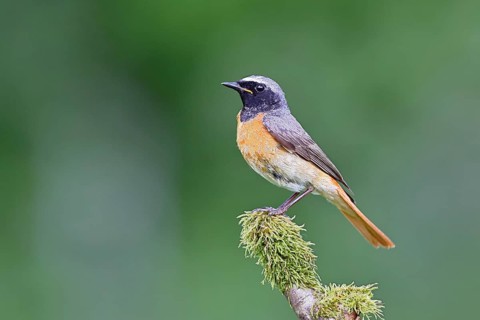 Redstart (Phoenicurus phoenicurus), male on a mossy branch, songbird, wildlife, Siegerland, North