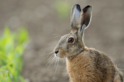 Portrait... European hare (Lepus europaeus), detailed close-up of the hare sitting in a corn field,