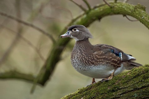 Beautiful to look at... Brown duck (Aix sponsa), as a wild bird rare captive refugee in Europe,