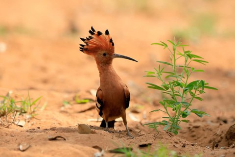 African hoopoe (Upupa africana), adult, alert, bonnet up, on ground, foraging, Kruger, Kruger