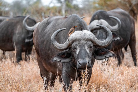 Cape buffalo (Syncerus caffer caffer) with yellowbill oxpecker (Buphagus africanus), Kruger