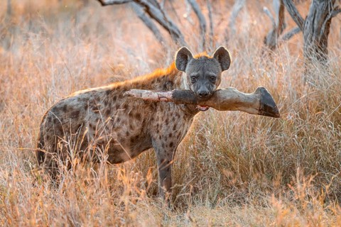 Spotted hyena (Crocuta crocuta) with the leg of a giraffe in its mouth, adult female in tall grass